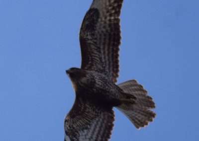 View of Buzzard from underneath. Blue sky background.