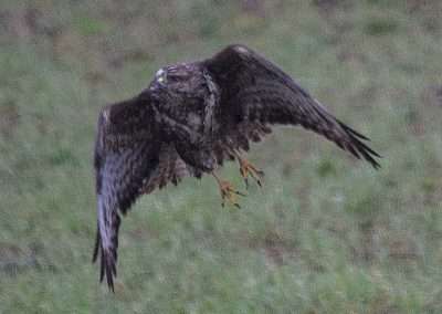 Buzzard taking off from fence post.