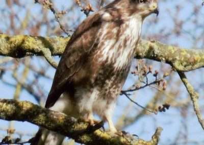 Buzzard in a tree during winter