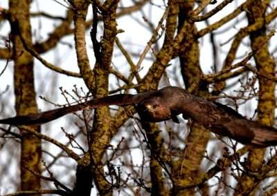 Buzzard in flight. Trees in background