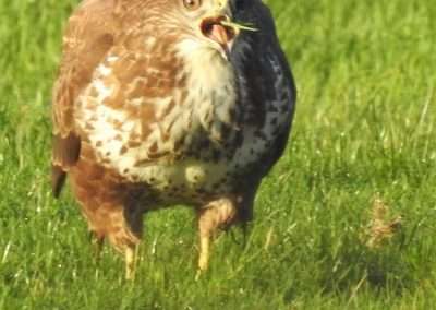 Buzzard in field eating worms and grass