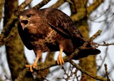 Buzzard in tree with moth open. Appears to be screaming