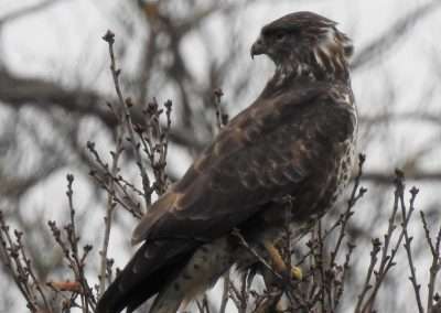 Buzzard on top of a tree on small branches