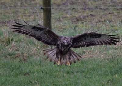 Buzzard landing on ground with wings spread