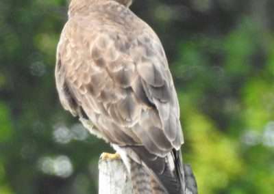 Buzzard on a post