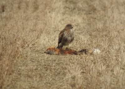 Buzzard standing on a dead fox