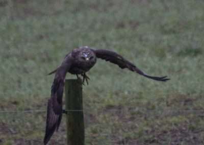 Buzzard taking to flight from a wooden post.