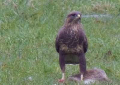 Buzzard with dead rabbit in field