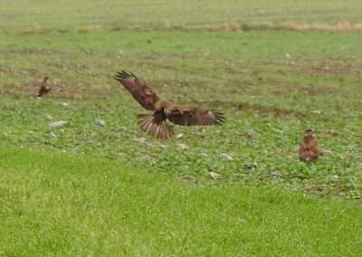 Two Buzzards landing in a green field
