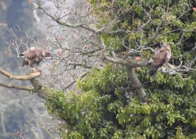 Two Buzzards in a Tree, in county Kilkenny Ireland