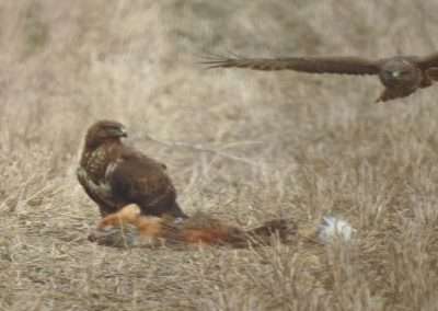 Pair of Buzzards feeding on a dead fox. One Buzzard on the fox. The other coing into land