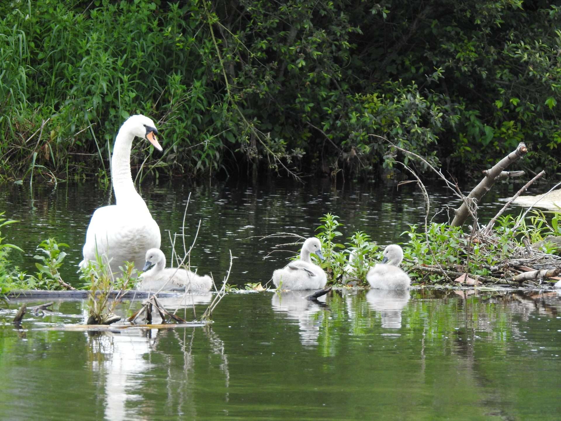 Baby Swans river Nore Female swan and three cygnets on a weir in a river