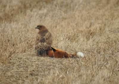 Buzzard standing on a dead fox in a stubble field