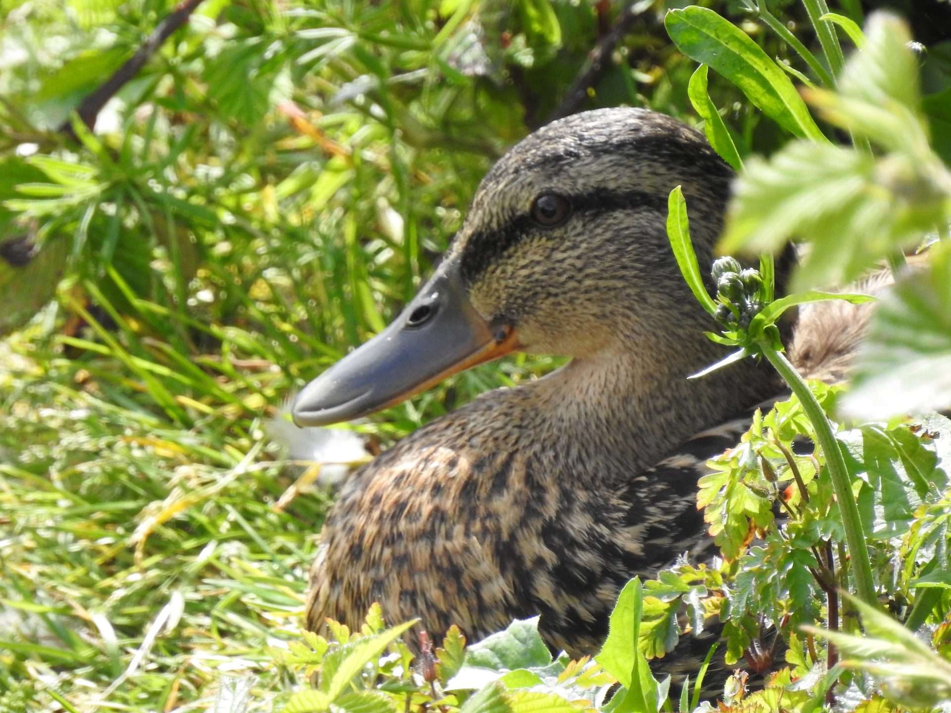 Duck hidding on Barrow Blueway Female Mallard duck sitting in grass