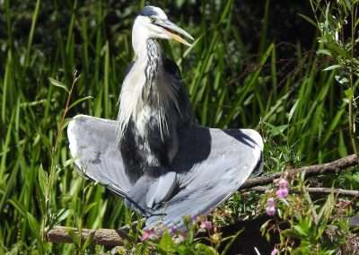 Grey Heron standing in an unusual pose