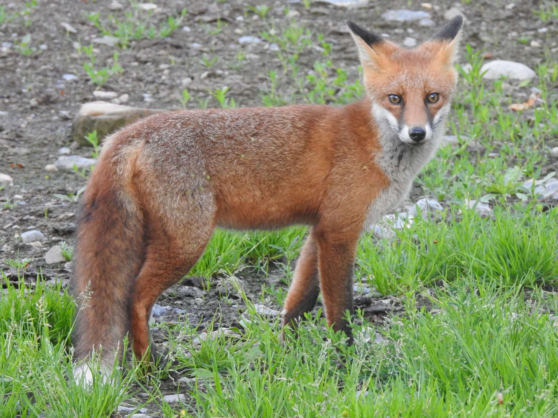 Fox next to Barrow Track Irish fox standing on open ground