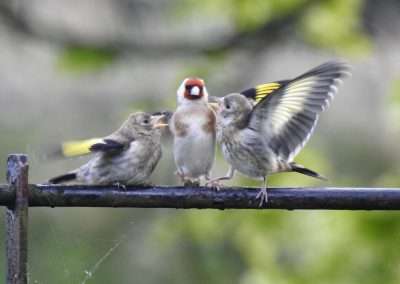 Female Goldfinch between to excited juvenile Goldfinches