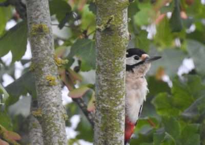 Great Spotted Woodpecker looking out from behind a tree branch