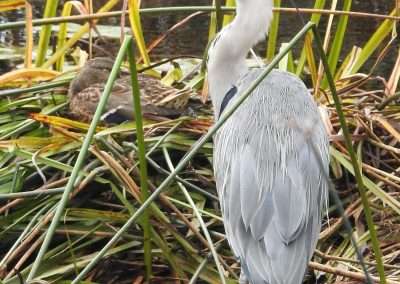 Grey Heron next to a female mallard on reeds