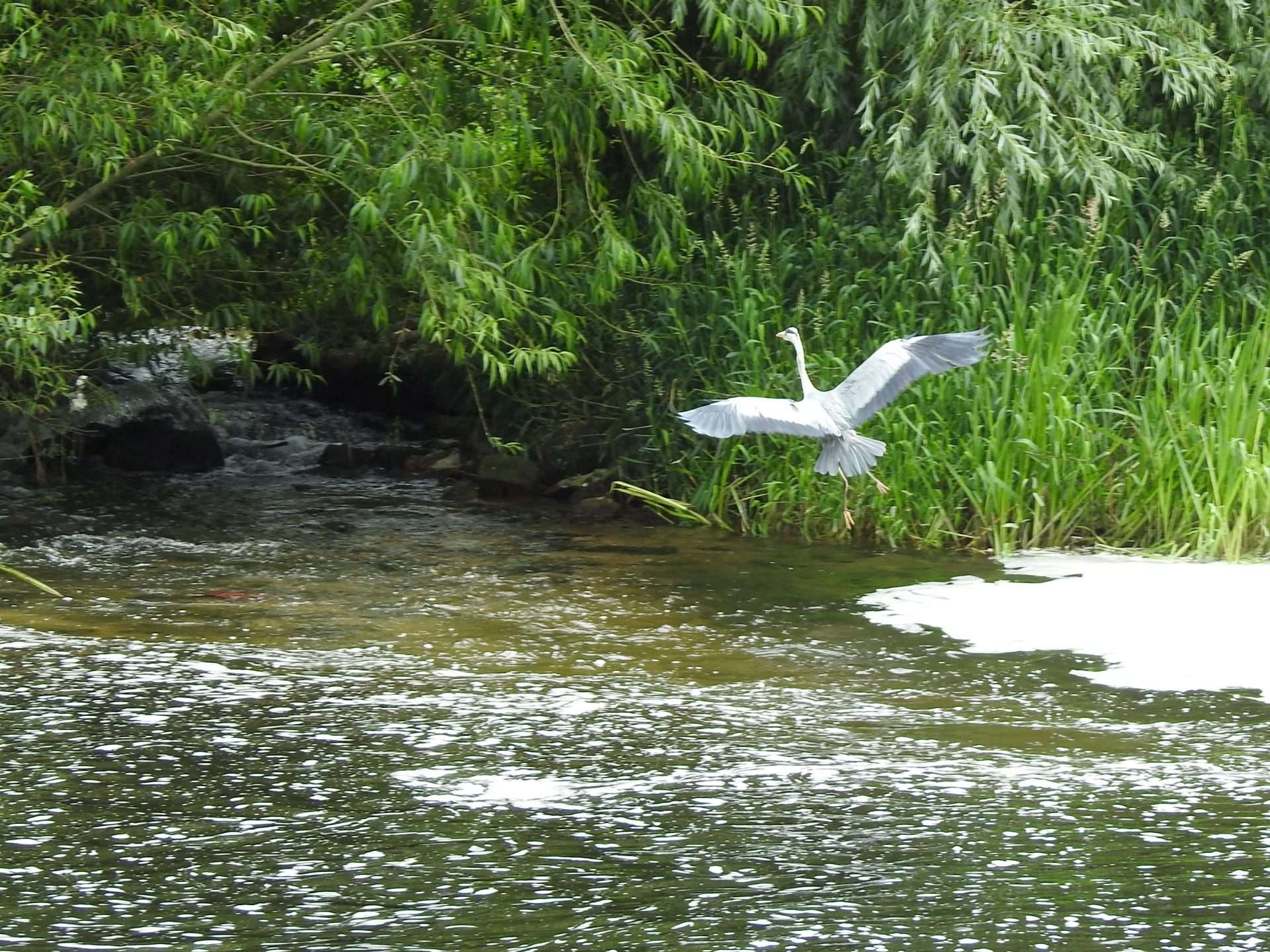 Heron landing at river Burren Carlow Grey Heron with wings extended as if about to land at edge of a river