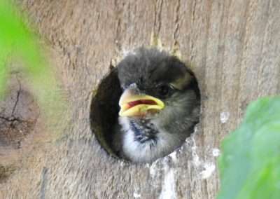 House Sparrow chick looking out through hole in wood.