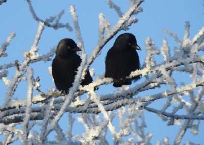 Two black colour Jackdaw birds perched in a frozen ice-covered tree