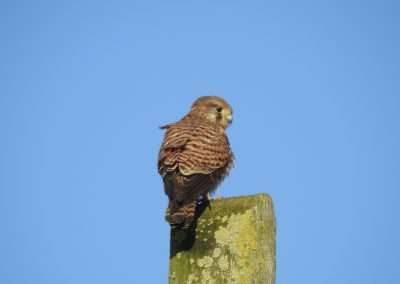 Female Kestrel resting on top of a pole