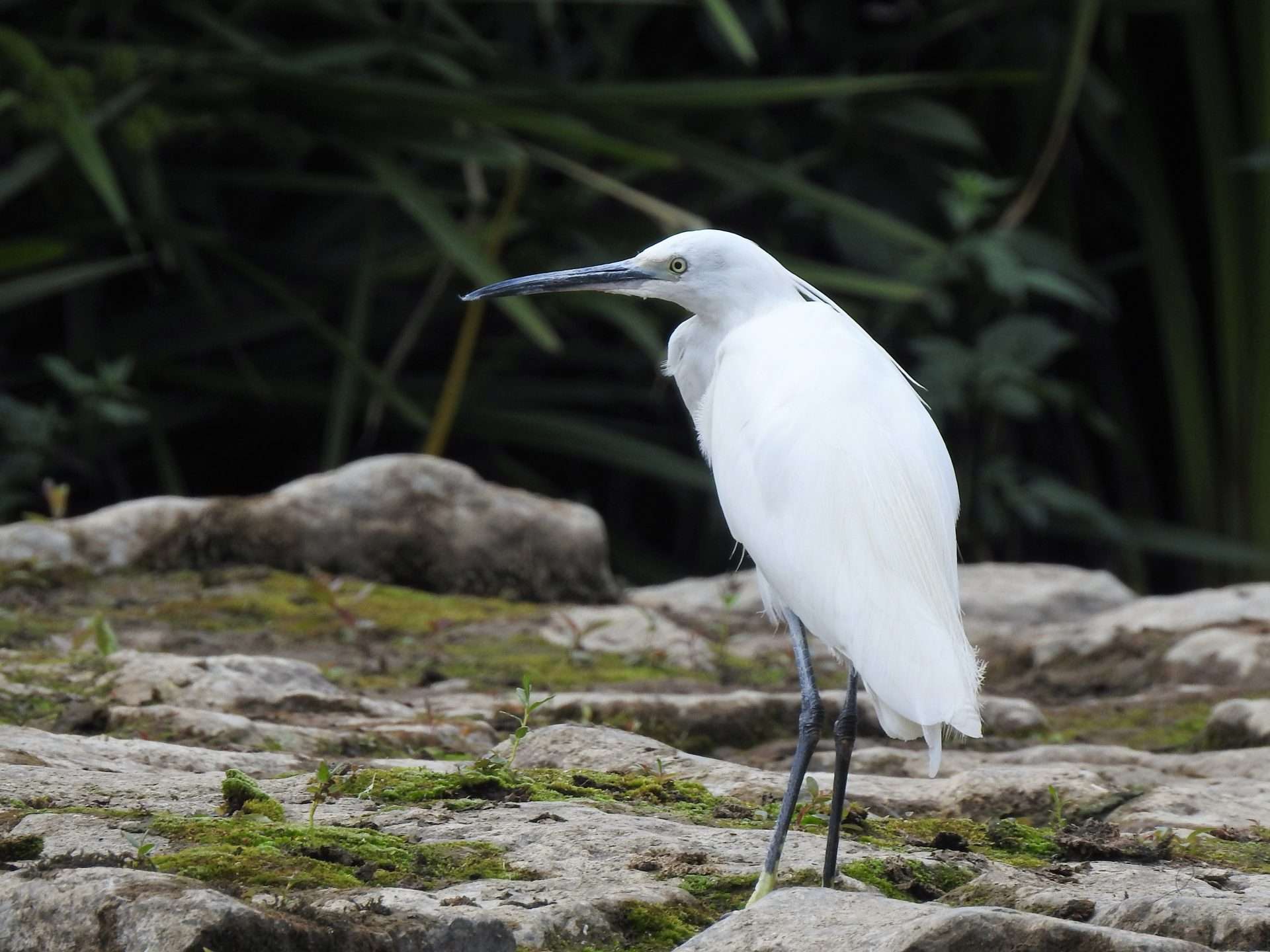 Little Egret on dry weir on Nore White coloured Little Egret bird standing on stone