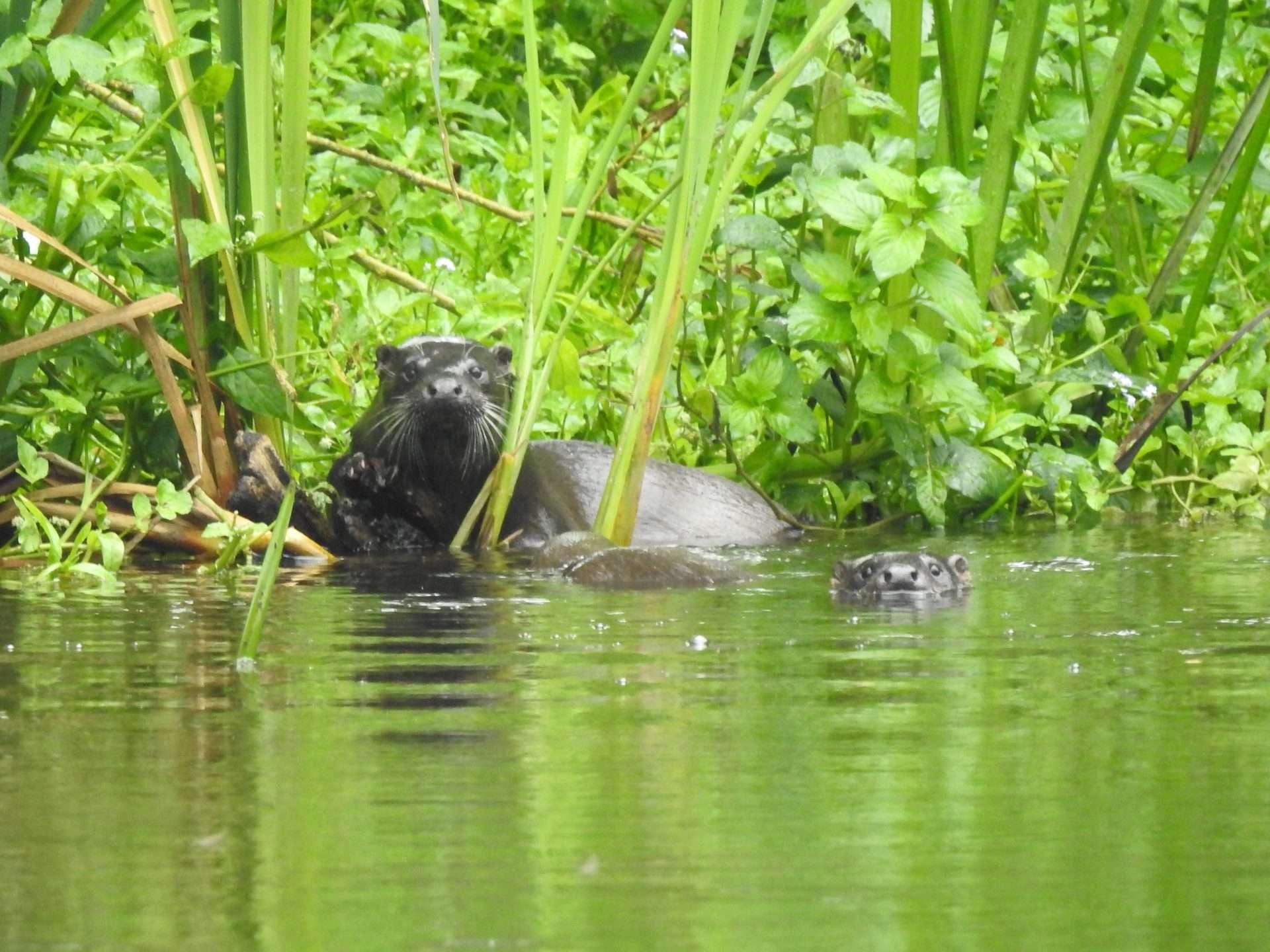 Otters on river Nore Two Otters in the river at the banks edge