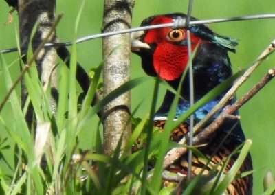 Head of male pheasant looking through wire fence