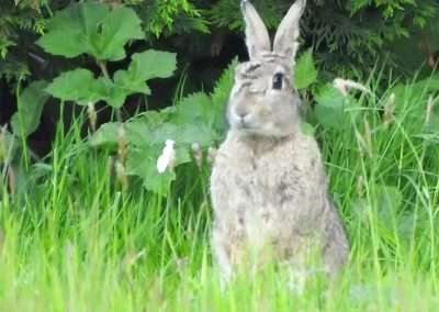 Adult grey colour Rabbit sitting up on hind legs in green grass