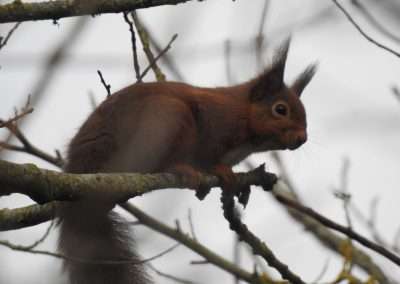 Red Squirrel