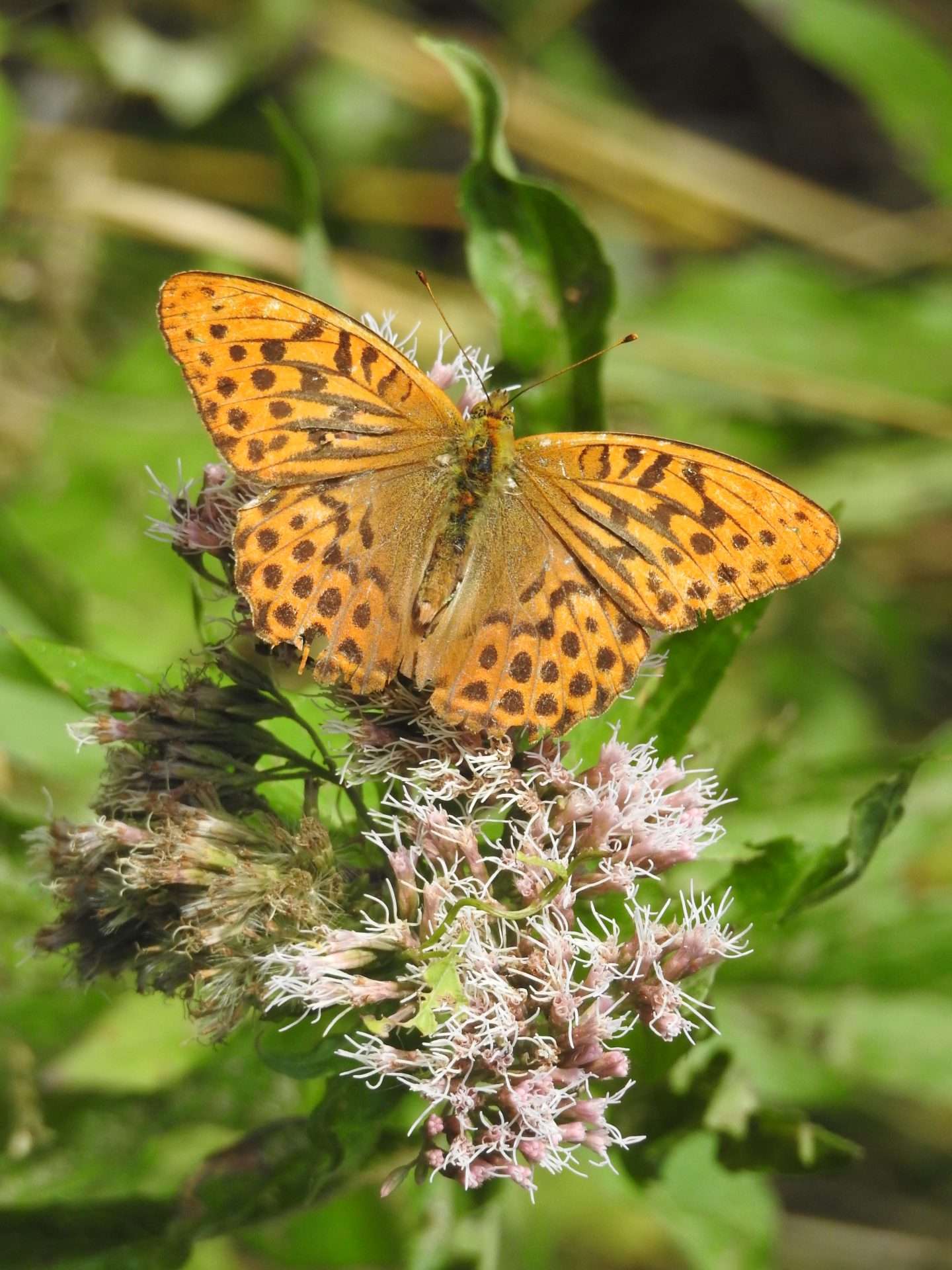 Riverside Silver-washed Fritillary Orange Silver Washed Fritillary butterfly