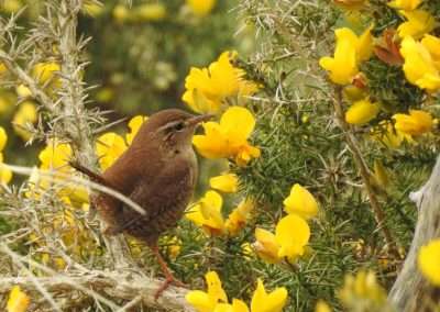 Brown coloured Wren in vibrant yellow Furze bush