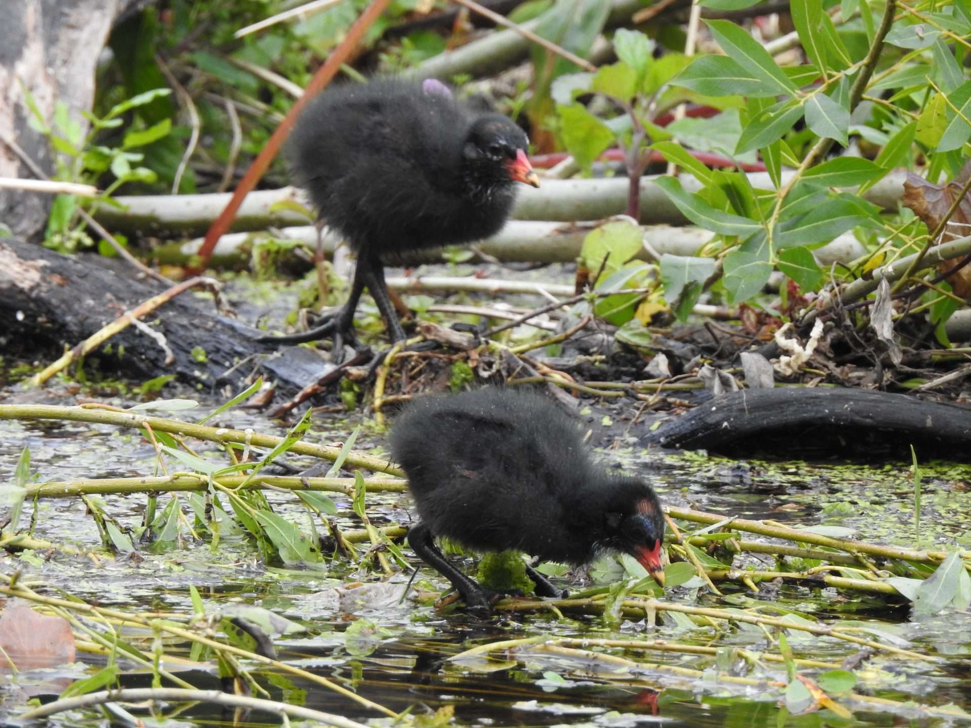 Young Moorhen chicks on weir in Kilkenny City Black fuzzy Moorhen chicks on reeds