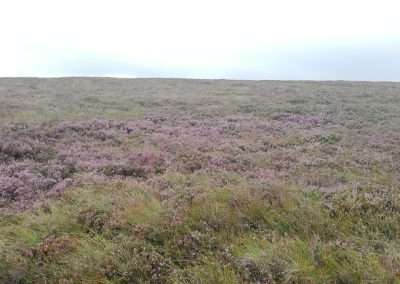 Heather covered landscape
