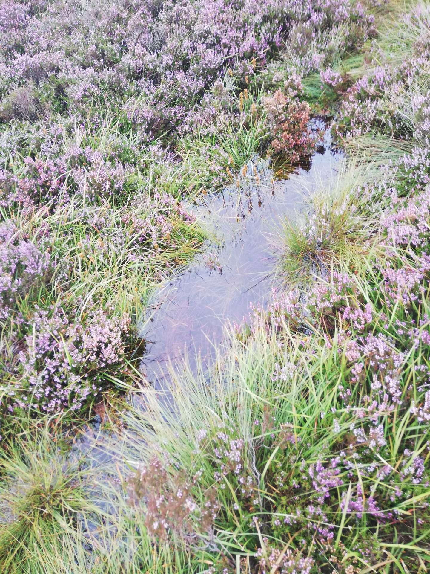 Small stream of water surrounded by heather.