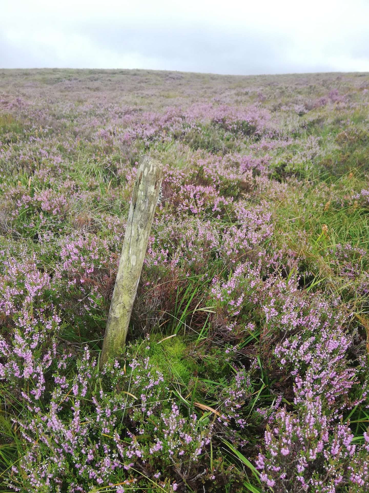 A fence post or tree post among purple heather