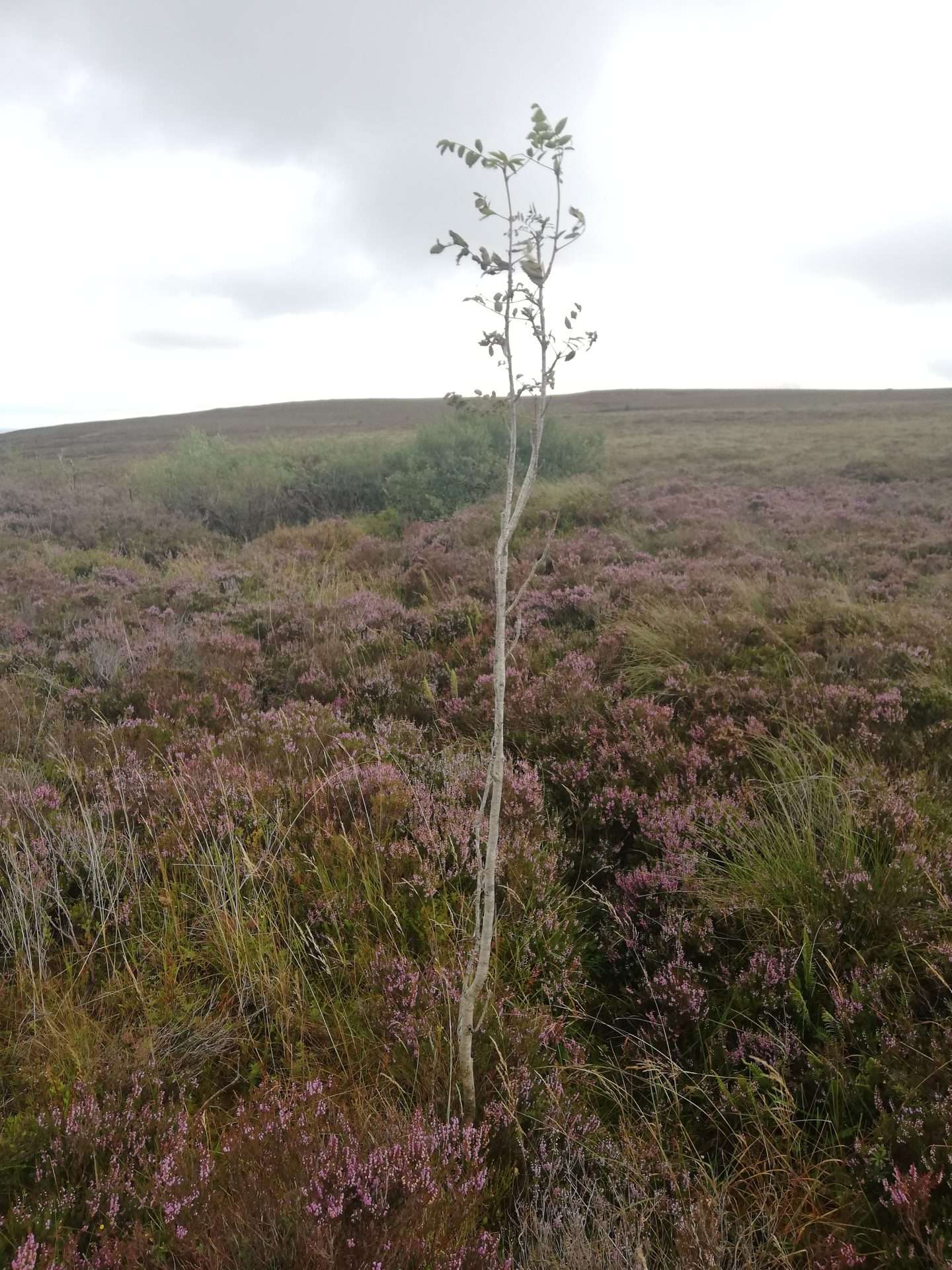 A lone Rowan tree on a purple heather covered mountainside